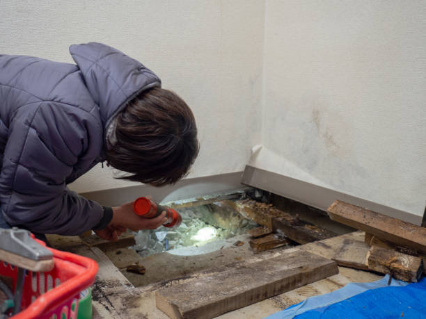 Best Black Mold Removal  in South Holland, IL