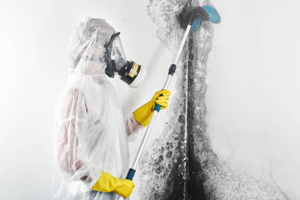 Best Crawl Space Mold Remediation  in South Holland, IL