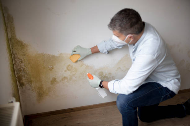 Best Biohazard Mold Removal  in South Holland, IL