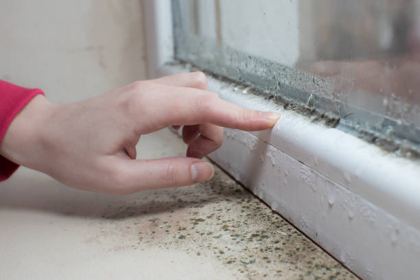 Forensic Mold Investigation in South Holland, IL