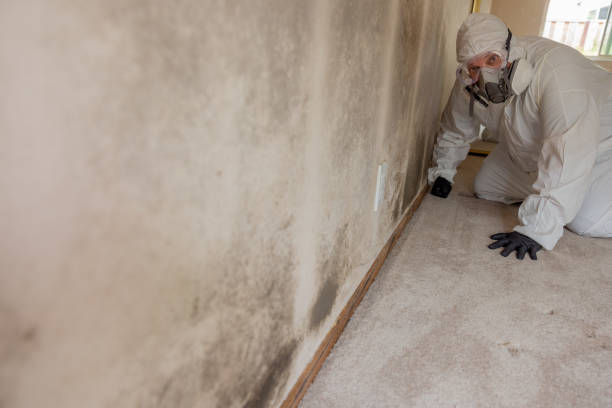 Mold Remediation for Rental Properties in South Holland, IL